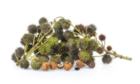 Castor on white background Stock Photos