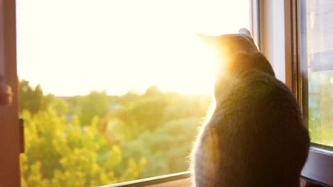 Castrated fat cat sitting on window at sunset Stock Footage 90763728