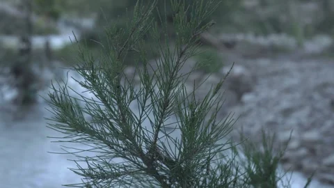 A castury leaves in the river Stock Footage 303358423