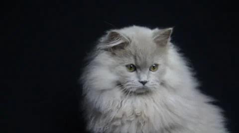 The Casual Look of a Cute Cat Stock Footage 35496019