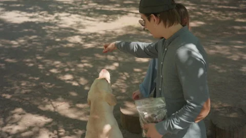 Casual training at park bench, friendly outdoor training with dog and owner Stock Footage 323323349
