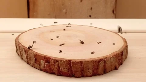 Casually dropping the powdered tea Stock Footage 139430269