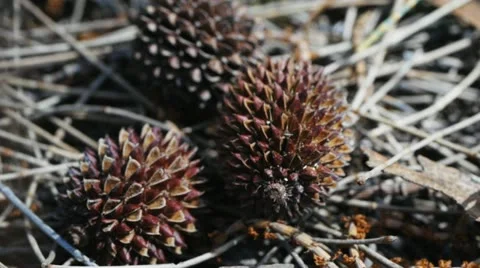 Casuarina cones Stock Footage 12359047