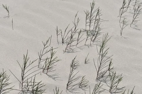 Casuarina Stock Photos