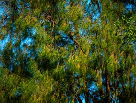 Casuarina Pine Tree with Drooping Needle-Like Foliage Against Blue Sky in T.. Stock-Fotos