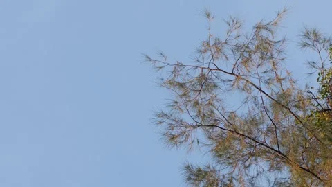 Casuarina pine tree with needle-like leaves Stock Footage 319522938