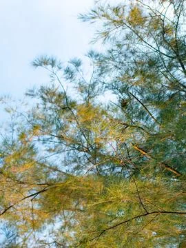 Casuarina pine tree with needle-like leaves swaying gently against clear bl.. Foto stock
