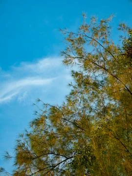 Casuarina pine tree with needle-like leaves swaying gently against clear bl.. Foto stock