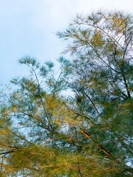Casuarina pine tree with needle-like leaves swaying gently against clear bl.. Stockfoto's