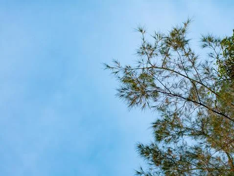 Casuarina pine tree with needle-like leaves swaying gently against clear bl.. Stock-Fotos