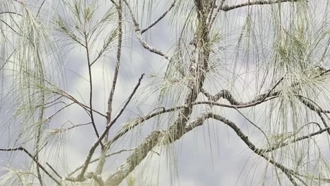 Casuarina tree branches swaying gently in the breeze against a overcast sky 動画素材 341836243