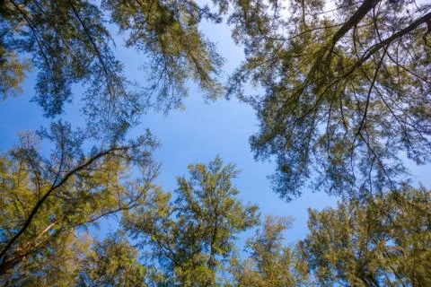 Casuarina tree canopy overhead Stock Photos