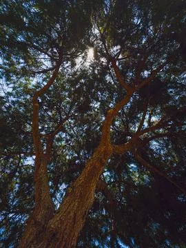 Casuarina tree viewed from below with sunlight through branches Stock Photos