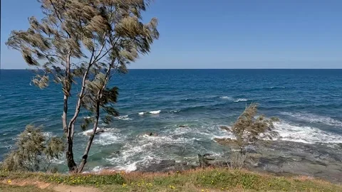 Casuarina Tree, Wind Resistant Native Australian Tree at Moffat Headland: S.. Stock Footage 285918526