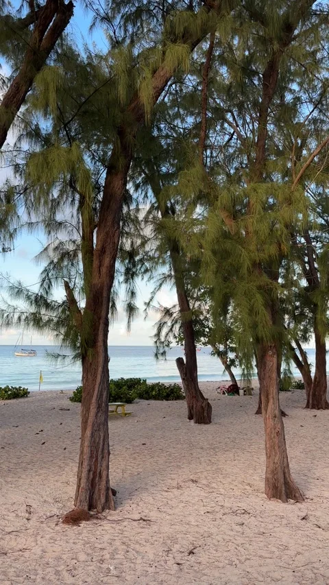 Casuarina Trees Framing Calm Turquoise Sea, Barbados Morning Stock Footage 337418618