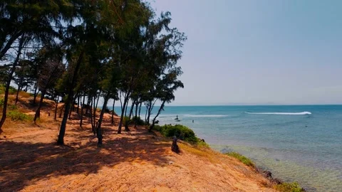 Casuarina Trees on Red Sand Hill Overlooking Clear Blue Ocean Stock Footage 337582951