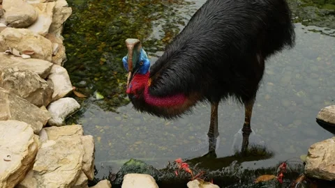 Casuarius bennetti bird lick himself on a pond Stock Footage 268556987