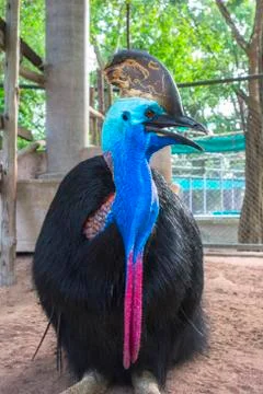 Casuarius casuarius. 스톡 사진