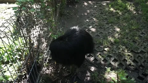 Casuarius or order Casuariiformes. Video stock 292867990