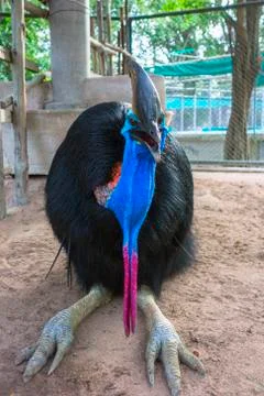 Casuarius. Stock Photos