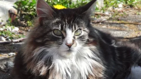 Cat 05 2 Video stock 131673013