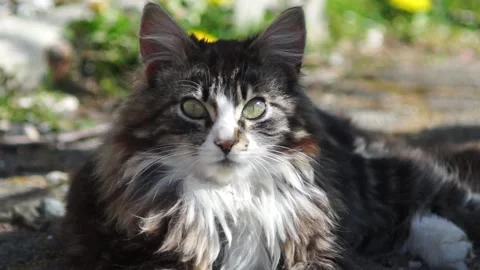 Cat 05 Stock Footage 131672954