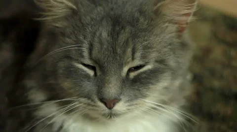 Cat 1 Stock Footage 32906665