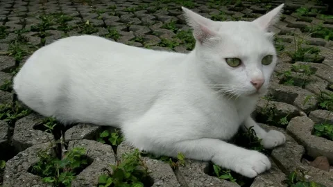 Cat 1 Stock Footage 79252493