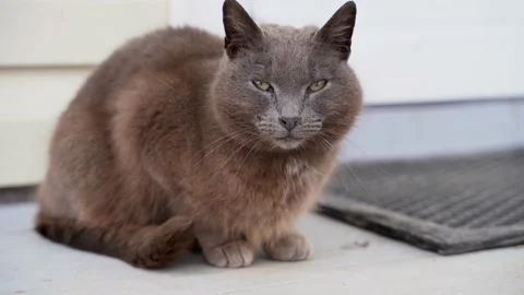 Cat 1 Stock Footage 145312693