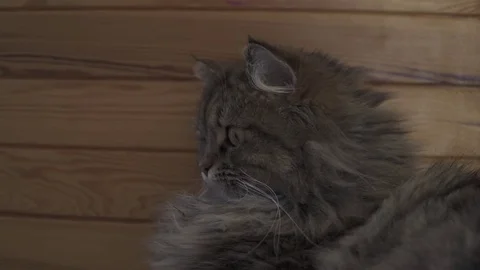 Cat 1, mix of Maine Coon and Persian cat - Slomo Stock Footage