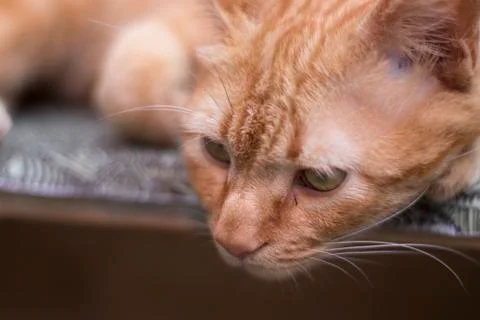 Cat 1 Foto stock