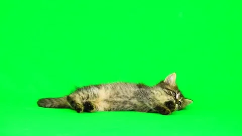 Cat - 117331 green screen Stock Footage 265149176