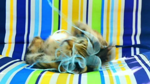 Cat 2 Stock Footage 51322496