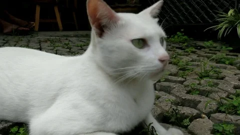 Cat 2 Stock Footage 79252460