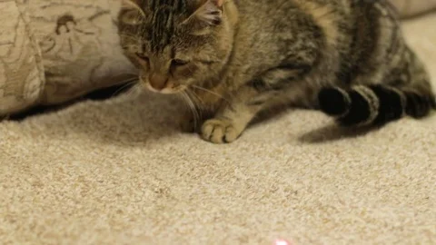 Cat 2 動画素材 121090902