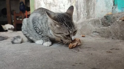Cat 2 Stock Footage 260353005