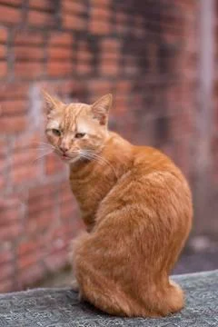Cat 2 Foto stock