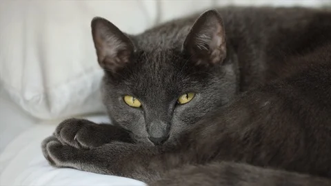 Cat 3 Video stock 91376339