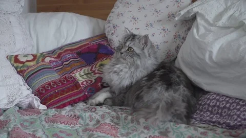 Video Cat 3 Mix Of Maine Coon And Persian Cat Slomo 77555479