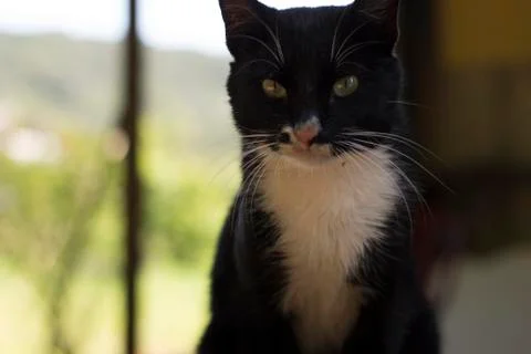 Cat 3 Foto stock