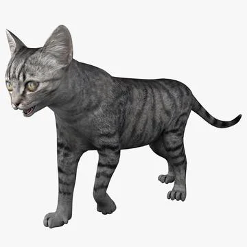 Cat 3 Pose 1 3D Model