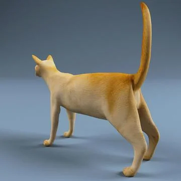 Cat 3D Model