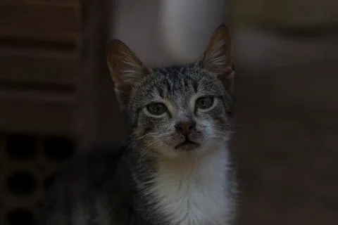 Cat 4 Foto stock