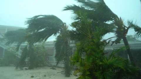 Cat 5 Hurricane Dorian wind palm trees thrashed 库存影片 118662542