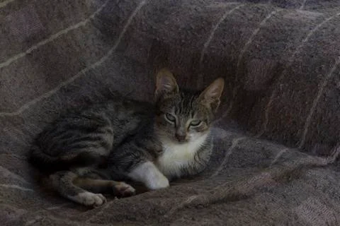 Cat 5 Foto stock
