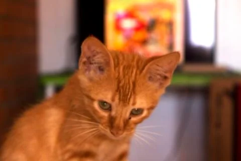 Cat 6 Foto stock