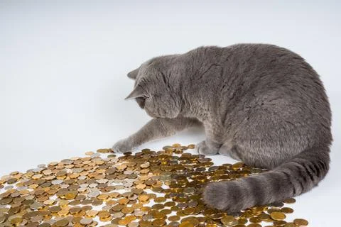 Cat-602944 Stock Photos