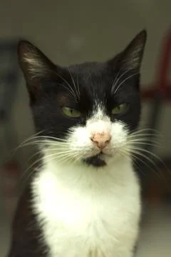 Cat 7 Foto stock
