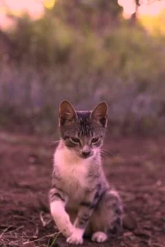Cat 8 Foto stock