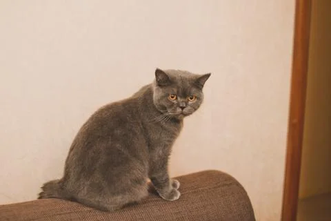 Cat 933. Stock Photos